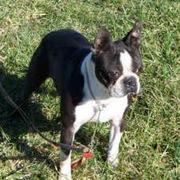 female boston terrier puppy for sale