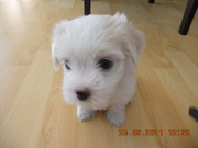 Maltese X Shih Tzu pups