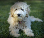 golden retriever poodle mixed for sale