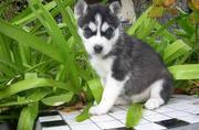 Cute siberian husky puppy for nice homes