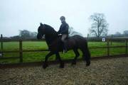 Fresian Horse For Sale 