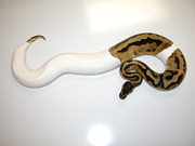piebald pythons for sale