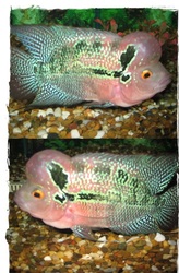 RED TANKING MONSTERKOK FLOWERHORN