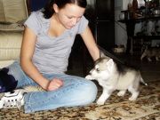 2 Blue eye siberian huskies ready