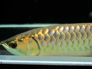 RED AROWANA