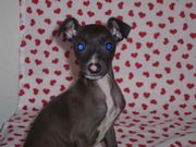 Italian Greyhound for Sale