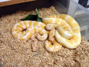 1.1 and 1.2 albino piebald pythons for adoption