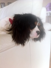 Must have Cavalier King Charles Spaniel Pups