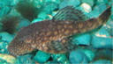 Bristle Nose Catfish 