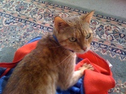 FREE BENGAL cat - female 3y.o.