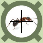 Pest Control services