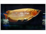 Best Arowanas now have in stock the above arowanas.