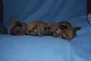 Mini Lop Rabbits