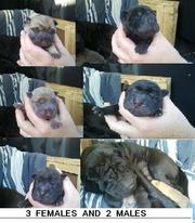BEAUTIFUL PURE BRED SHAR PEI PUPPIES