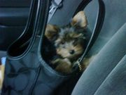 sweet Yorkie puppies