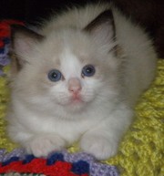 Ragdoll Kittens - Purrfect Companions