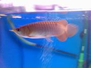 Healthy looking arowana for sale