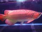 adorable arowana fishes available