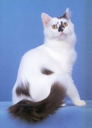  Indonesia York Chocolate Breeders,  Grooming,  Cat,  Kittens,  