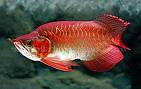 quality arowana fishes for sale