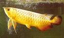 notable arowana fish for sale