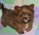 Shorkie Tzu for sale 