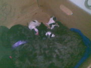 6 cute puppies need homes