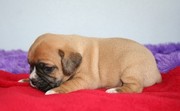 Puggle Puppies