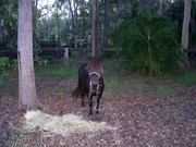  for sale miniture pony