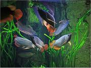 Decorative Arowana Fishes at very good prices.