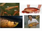 Buy AROWANA FISH NOW!! VERY CHEAP