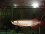 Blue Base ,  Cross Back and Golden Arowana Available.