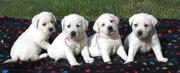 White Labrador Retriever puppies