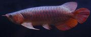 Blue Base ,  Cross Back and Golden Arowana Available....