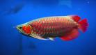 We supply live Super  Red Asian Arowana...