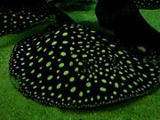 Loepoldi 13,  14,  Stingrays and Arowana Fish for sale