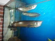 top rated Asian arownas of all types for sale (jsaoul@aol.com)