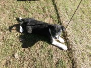 Border Collie Pups Ready to go now
