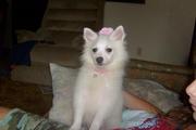 cute american eskimo for sale