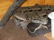 6  Ft. Boa Pathon For Sale