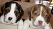 male and femalexbeagle for sale 