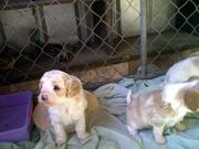 Cavoodle mix puppies