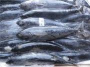 salmon,  trout,  cod,  herring,  humpback salmon,  pollack,  flounder, shrimp