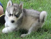 Adorable Siberian husky puppies seeking a new home