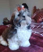 SHIHTZU PURE BRED Female, Micro chipped,  Vaccinated, Wormed.