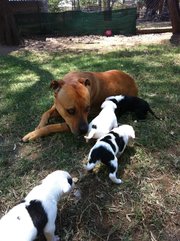 Bull Mastiff X Puppies for sale  
