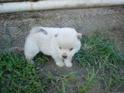 ..Chow Chow puppies..