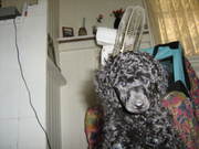 Miniature poodle puppies