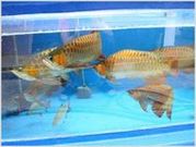 DECORATIVE AROWANA FISHES