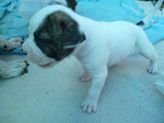 American Bulldog- Very attractive from Johnson lines